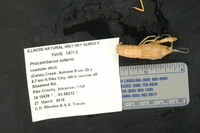 Procambarus tulanei image